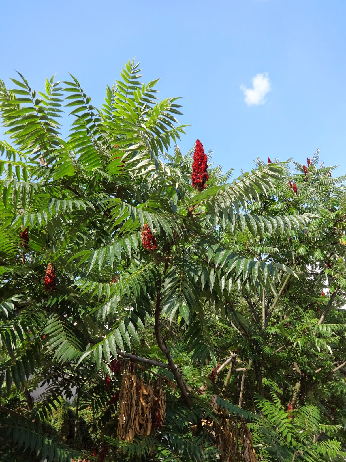 Rhus typhina, Red Blossom of Sumac Tree